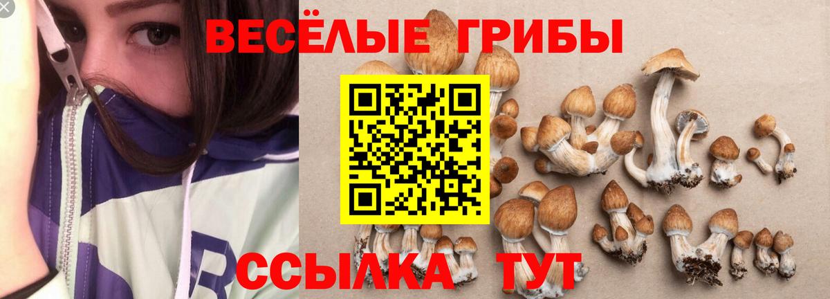 магазин  наркотиков  Вход с VPN  Псилоцибиновые грибы Psilocybe  Каменка  Галлюциногенные грибы Cubensis 